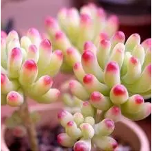 尖锐湿疣-可爱的多肉植物