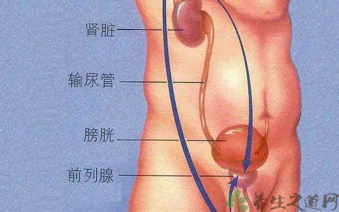 前列腺肥大的原因主要有以下几点：