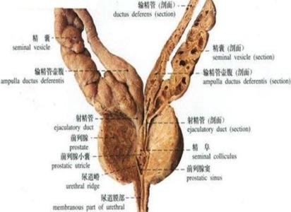 包皮龟头炎存在哪些治疗误区?