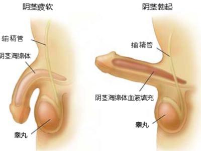阿拉尔男人阳痿为什么会越补越虚