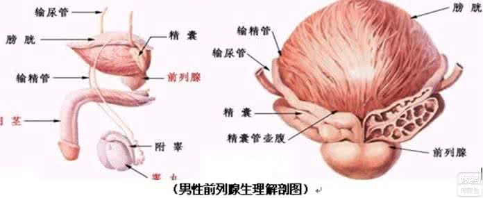 很疼痛:危害前列腺【附方案及案例】