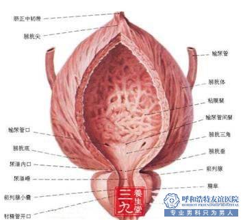 宜春宜春医院-膀胱炎