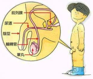 男性患有精索静脉曲张应多吃什么好呢
