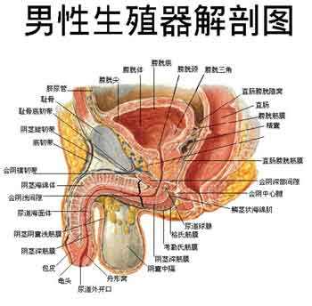 如何去预防无精才合理？