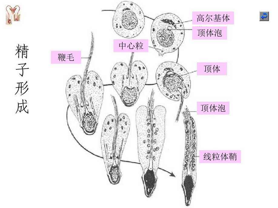 宜春死精症怎么检查和治疗